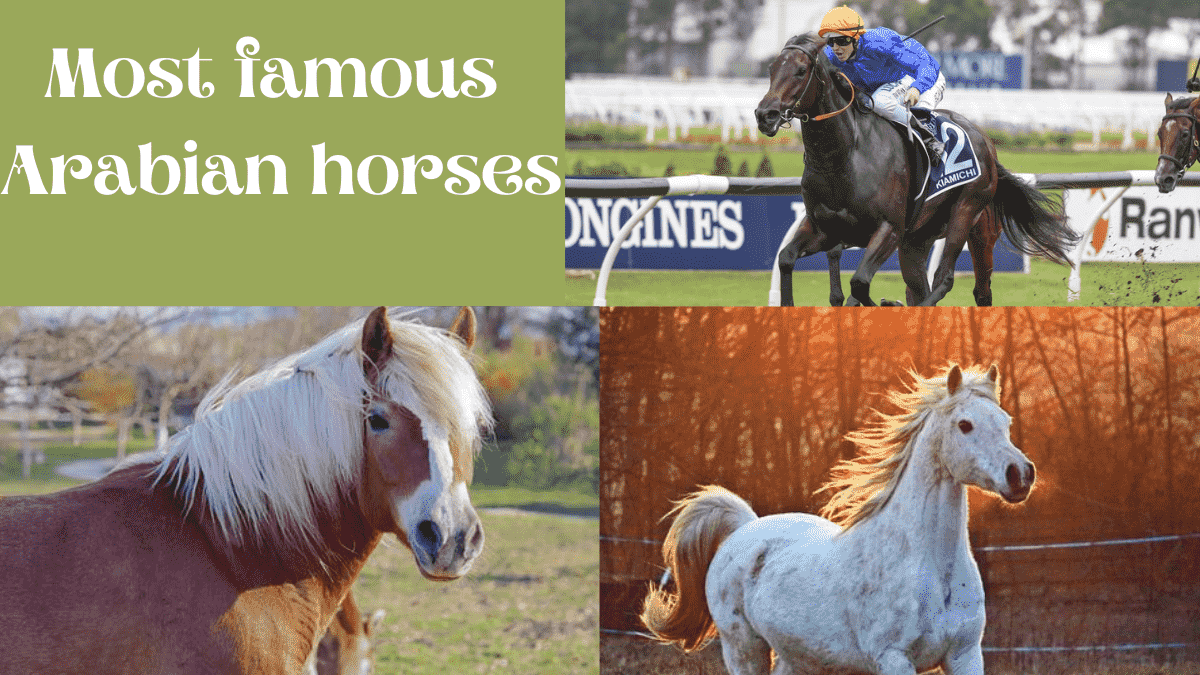 Most famous Arabian horses