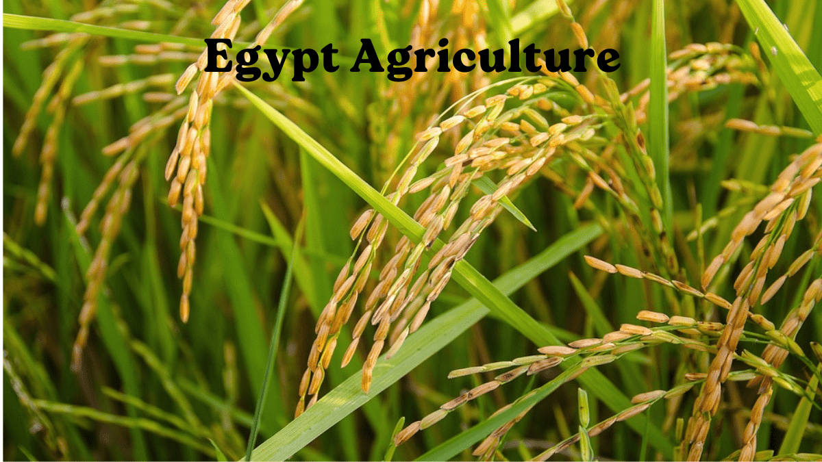 Egypt Agriculture